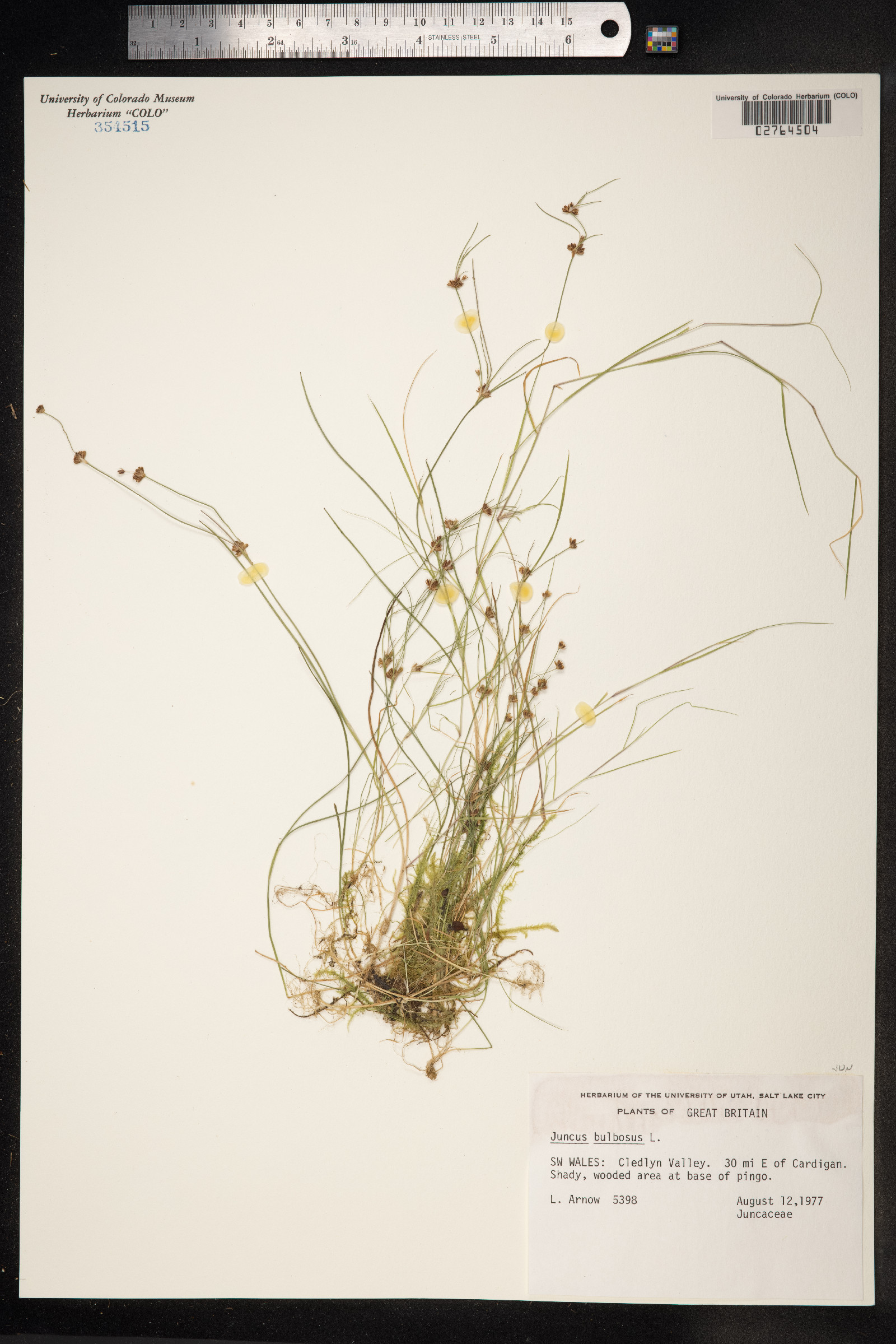 Juncus bulbosus image