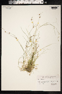 Juncus bulbosus image