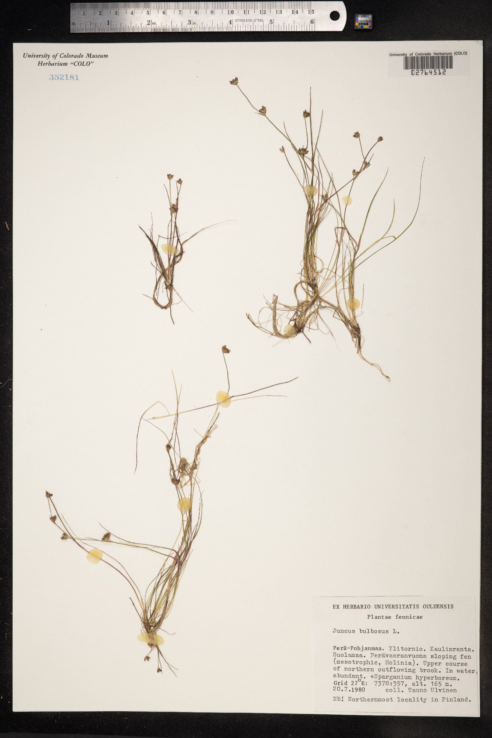 Juncus bulbosus image
