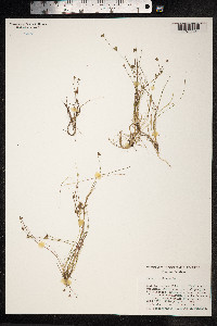 Juncus bulbosus image