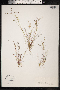 Juncus bulbosus image