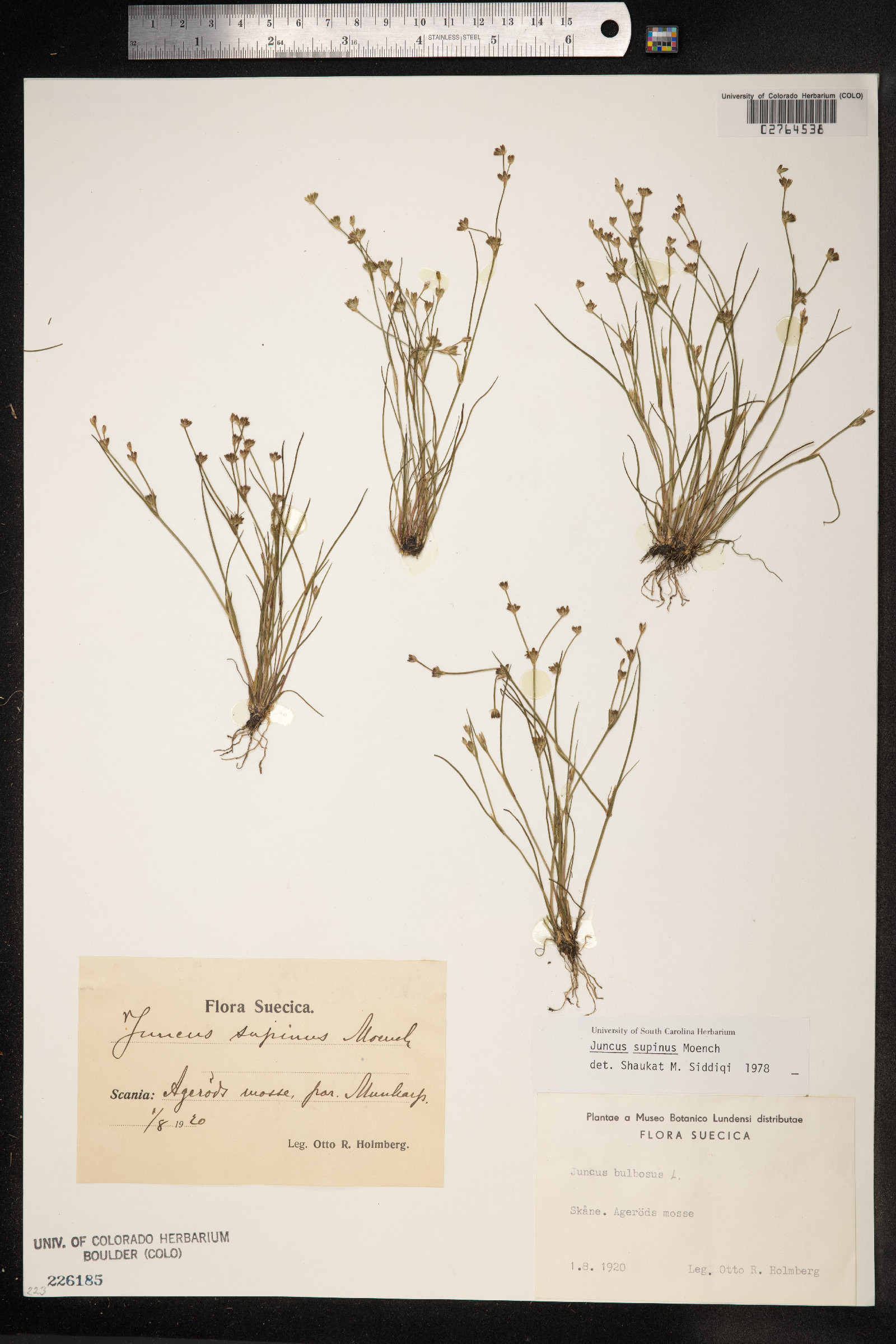 Juncus bulbosus image