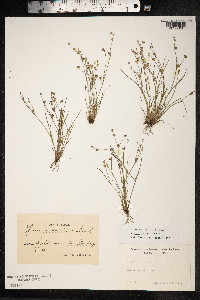 Juncus bulbosus image