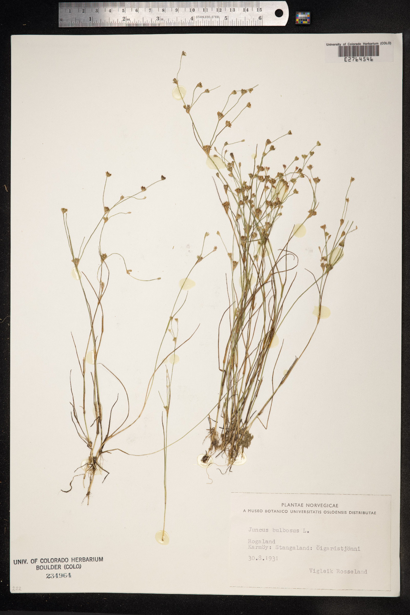 Juncus bulbosus image