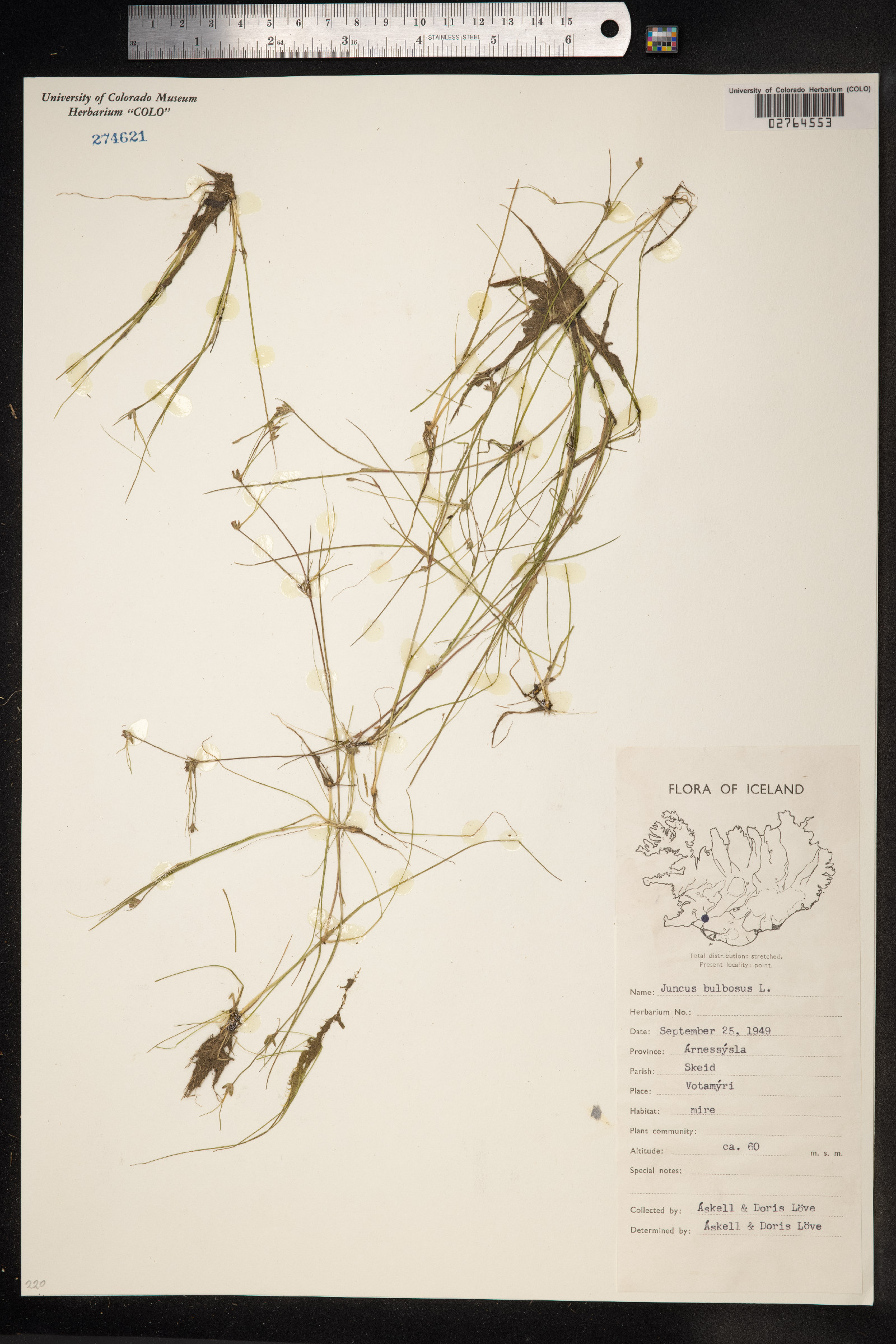 Juncus bulbosus image