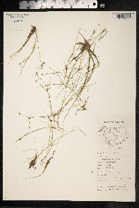 Juncus bulbosus image