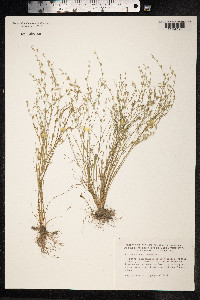 Juncus bufonius image