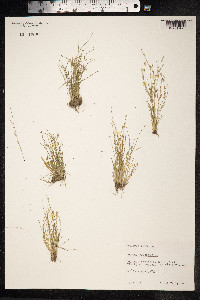 Juncus bufonius image