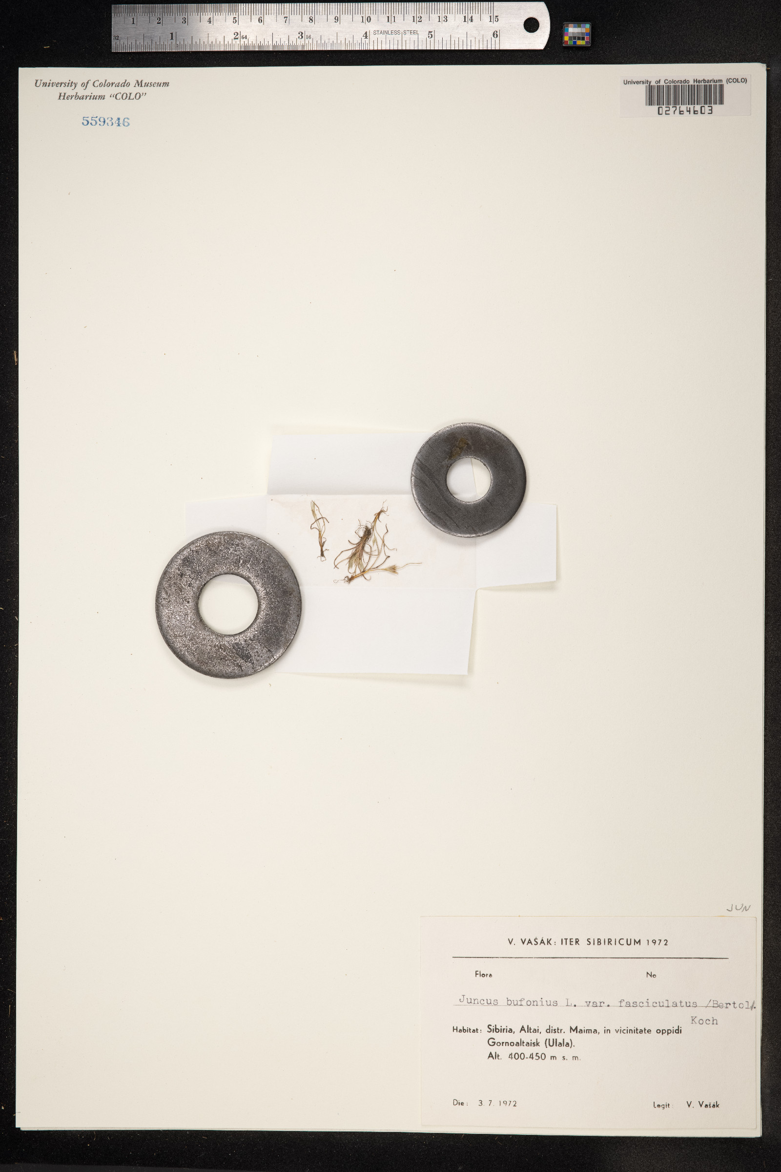 Juncus bufonius image