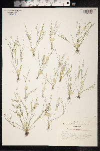 Juncus bufonius image