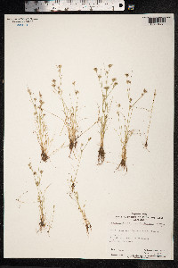 Juncus bufonius image