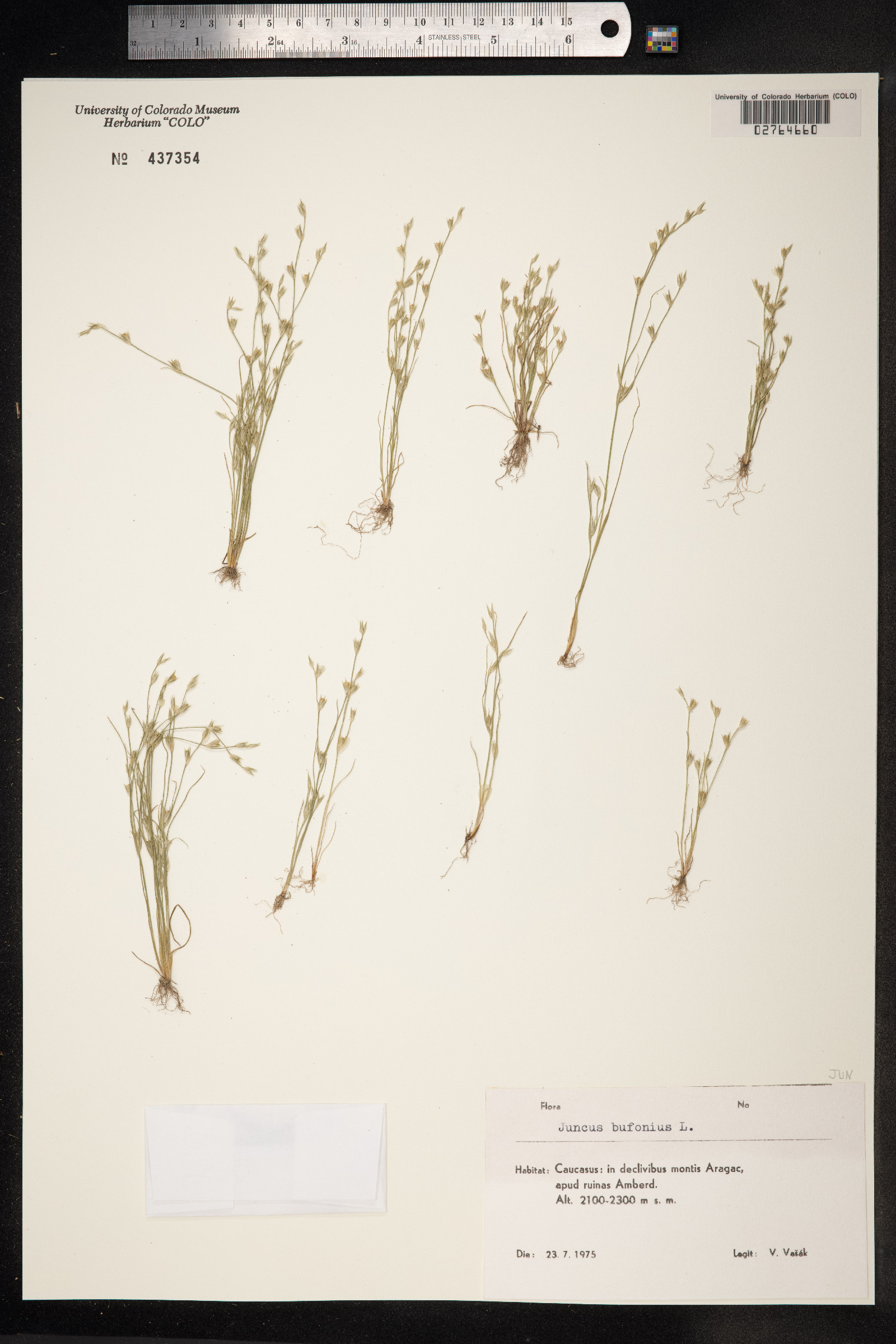 Juncus bufonius image