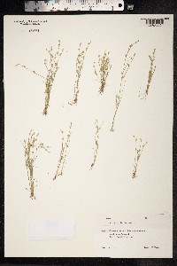 Juncus bufonius image