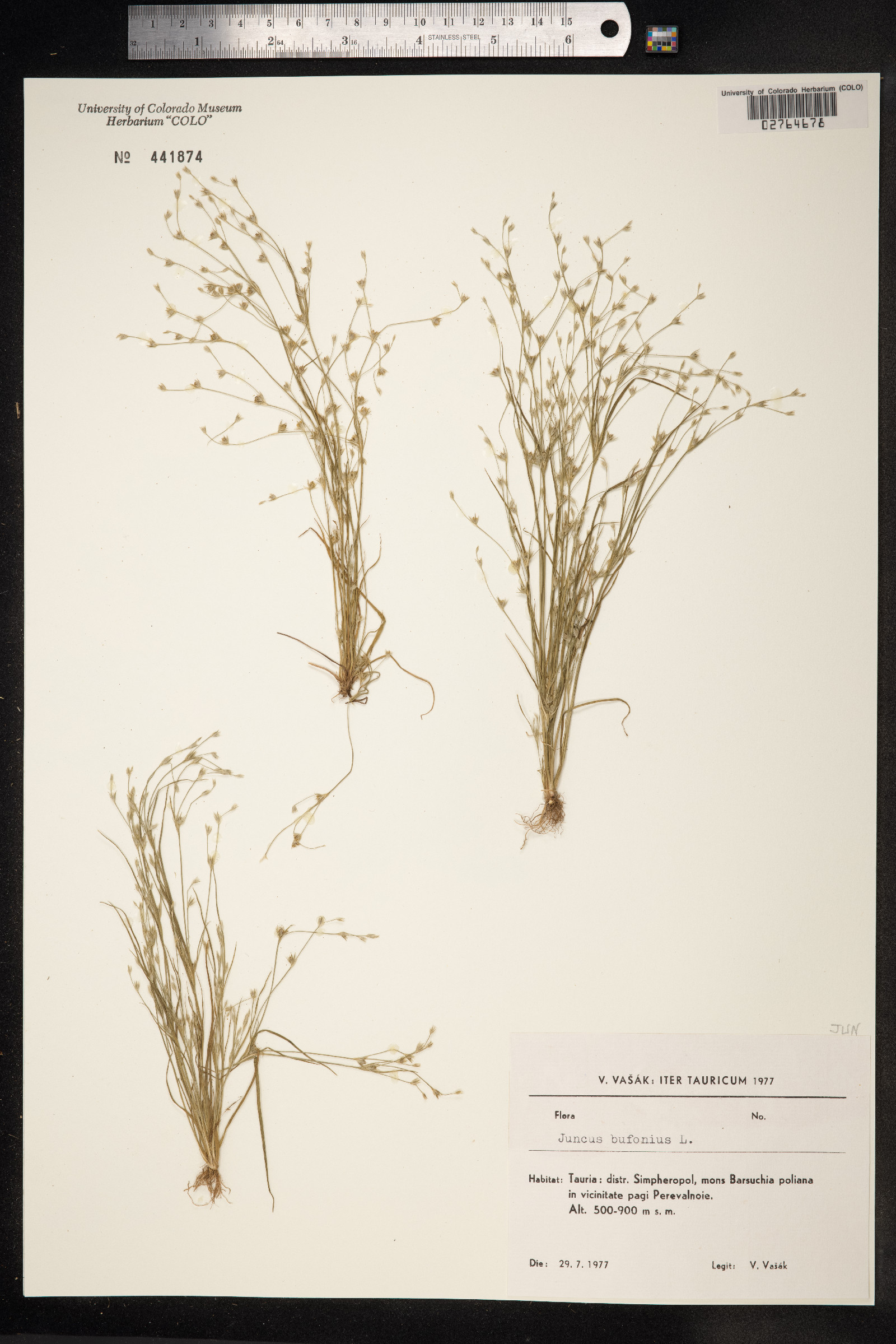 Juncus bufonius image