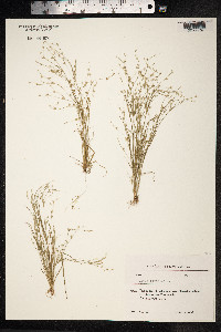 Juncus bufonius image