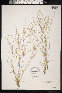 Juncus bufonius image