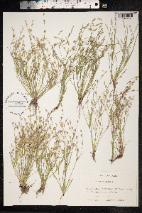 Juncus bufonius image