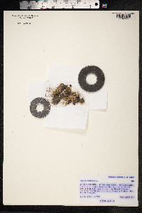 Juncus bufonius image