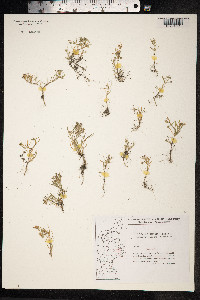 Juncus bufonius image