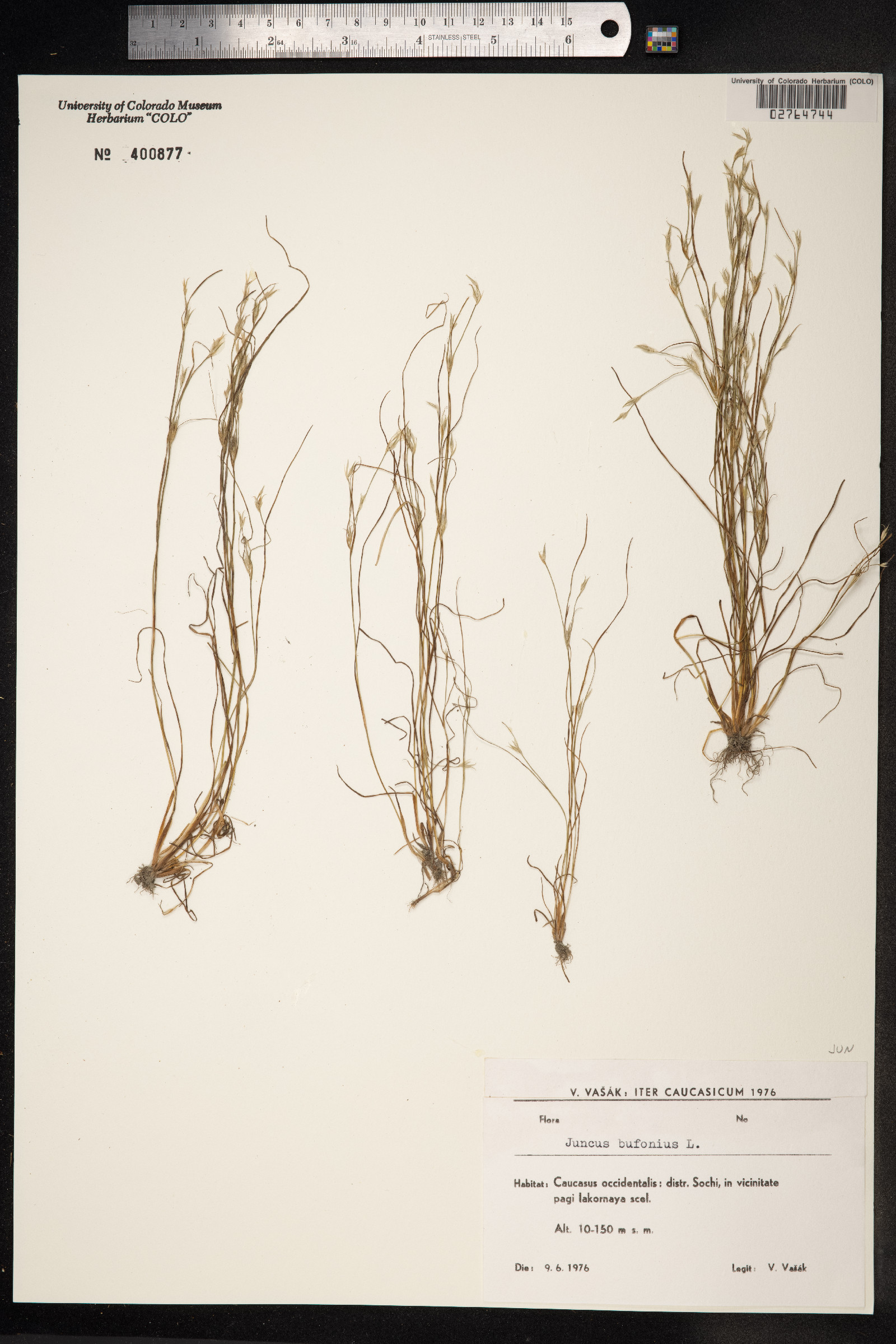 Juncus bufonius image