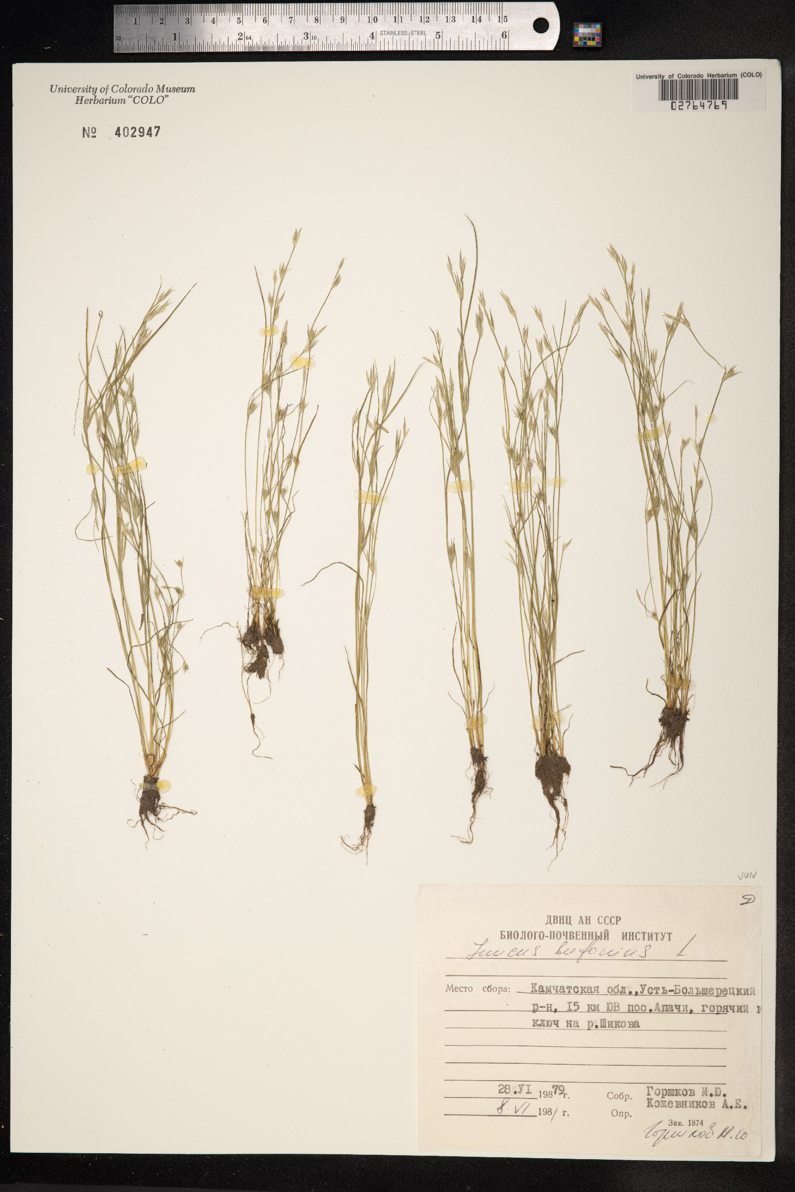 Juncus bufonius image