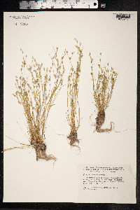 Juncus bufonius image