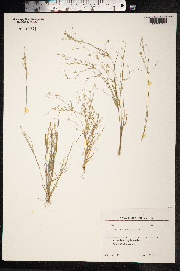 Juncus bufonius image