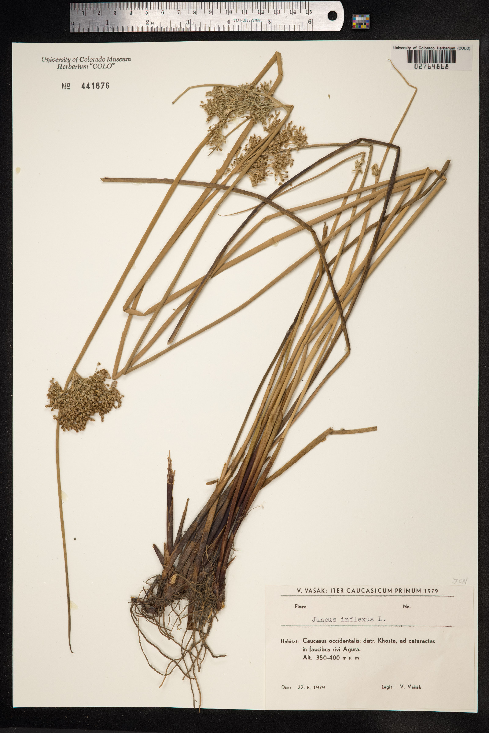 Juncus inflexus image