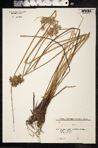 Juncus inflexus image