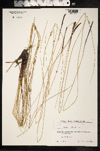 Juncus inflexus image