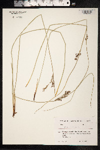Juncus inflexus image
