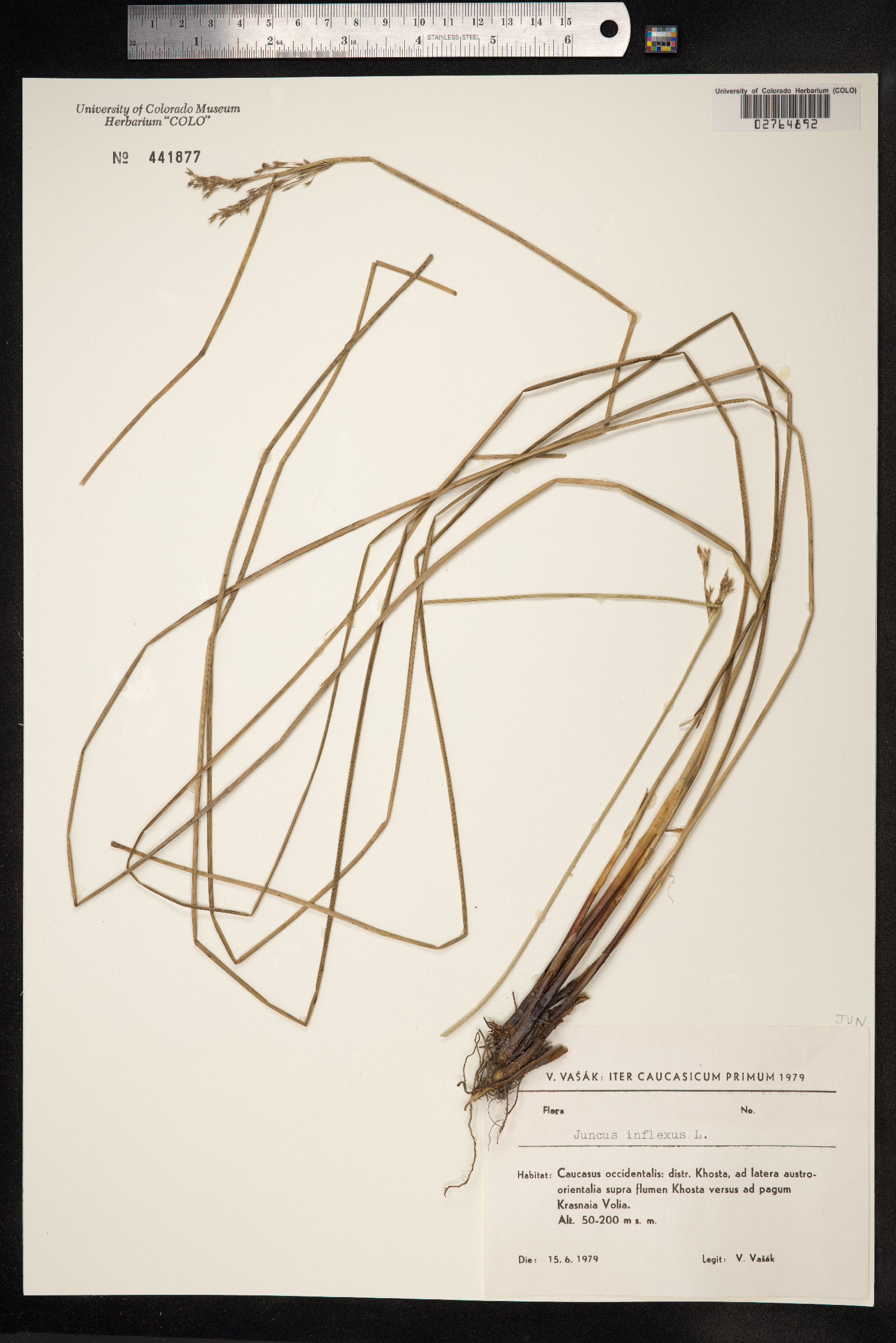 Juncus inflexus image