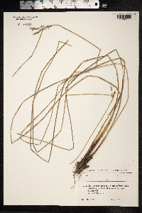 Juncus inflexus image
