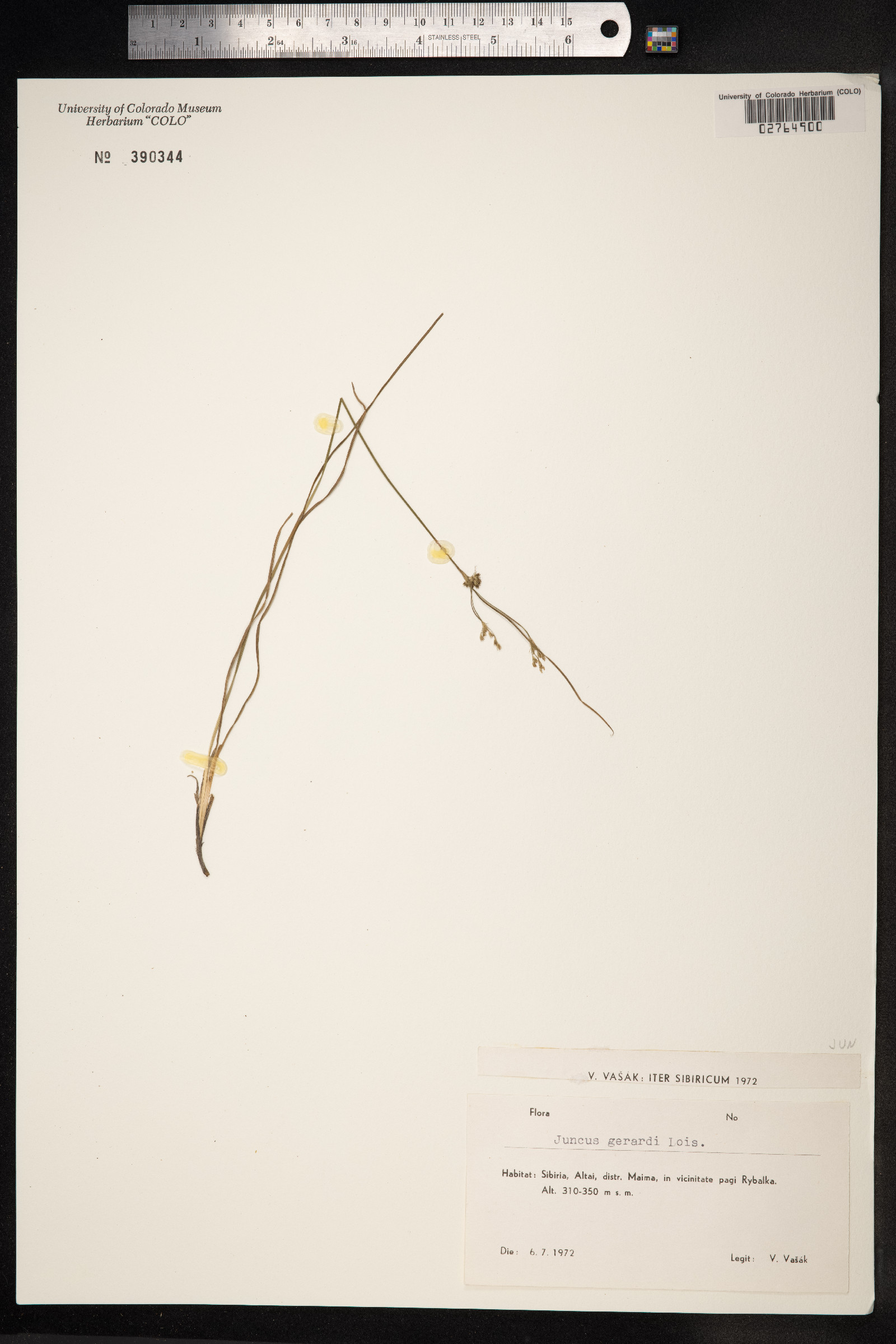 Juncus gerardii image