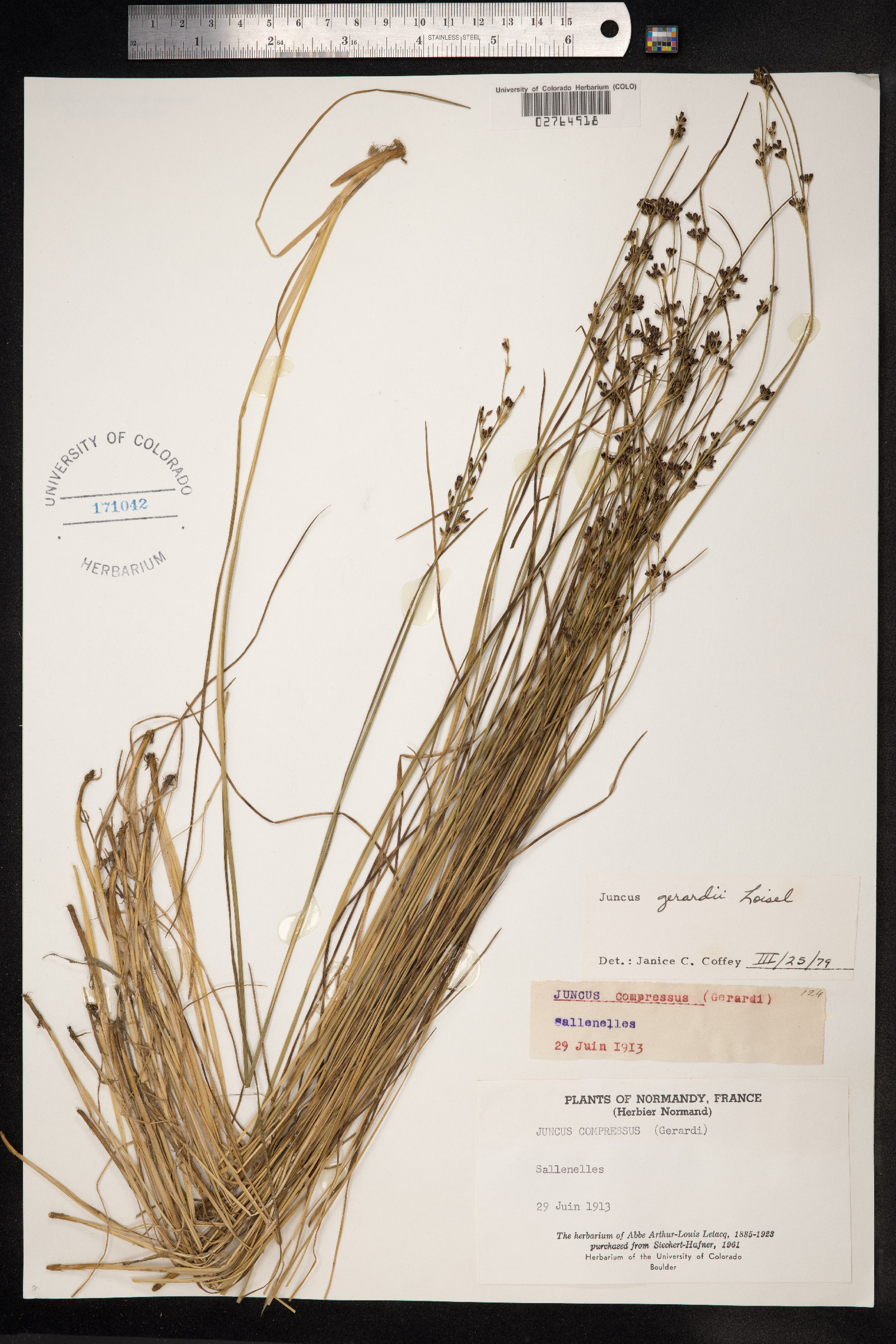 Juncus gerardii image