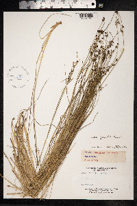 Juncus gerardii image