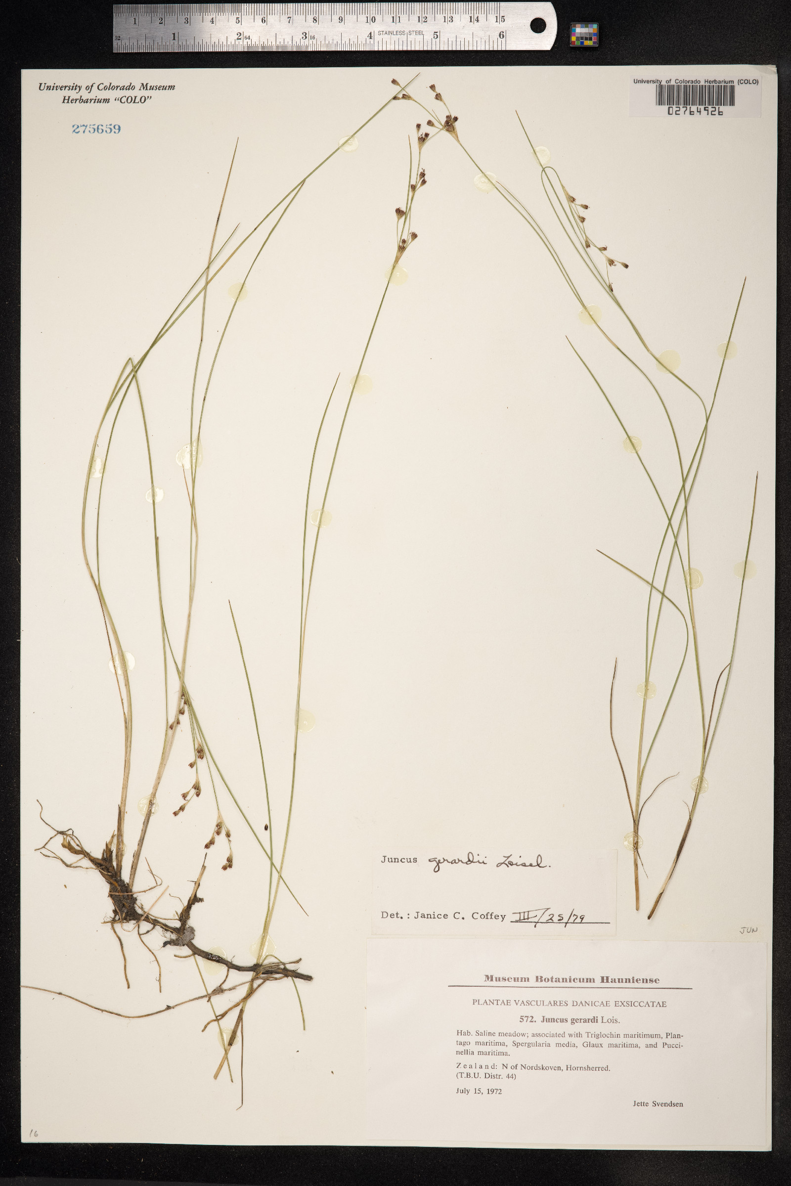 Juncus gerardii image
