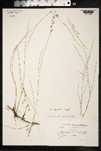 Juncus gerardii image
