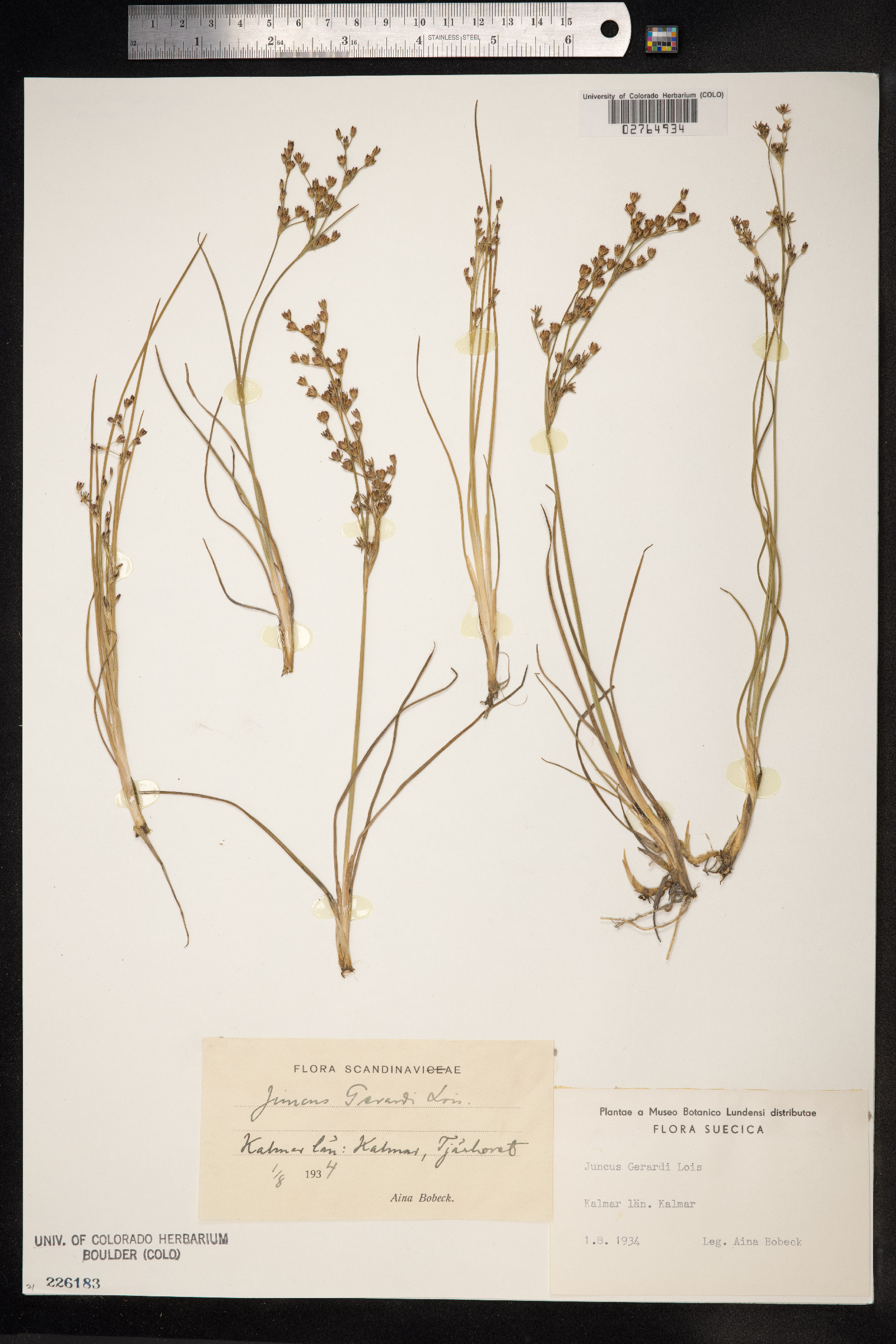 Juncus gerardii image