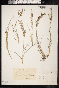 Juncus gerardii image