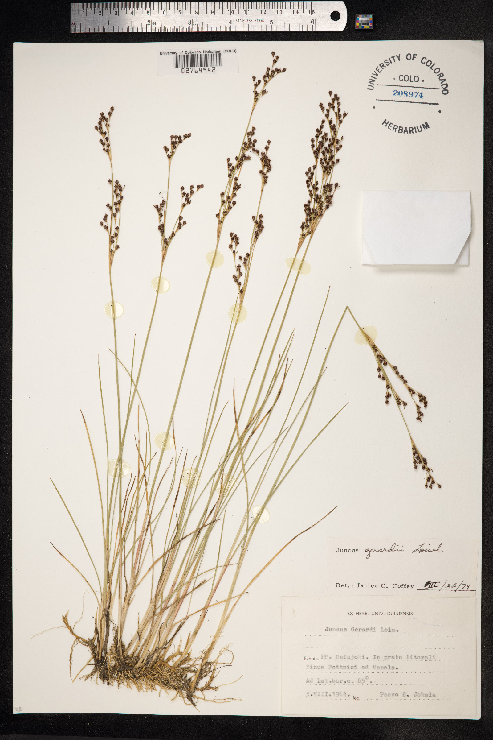 Juncus gerardii image