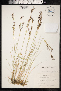 Juncus gerardii image