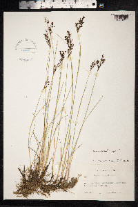 Juncus gerardii image