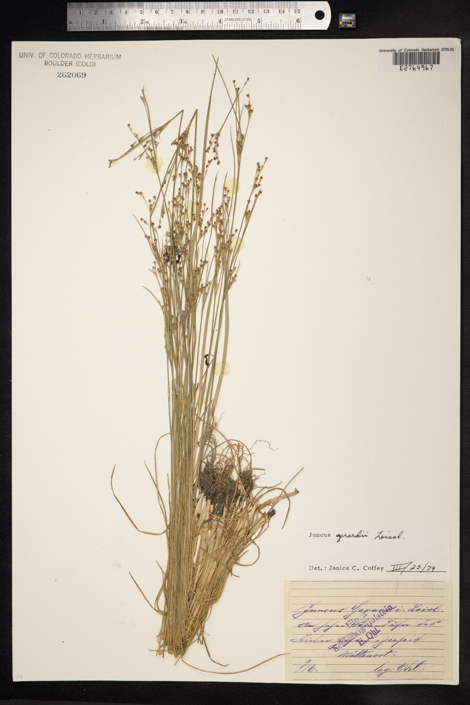 Juncus gerardii image
