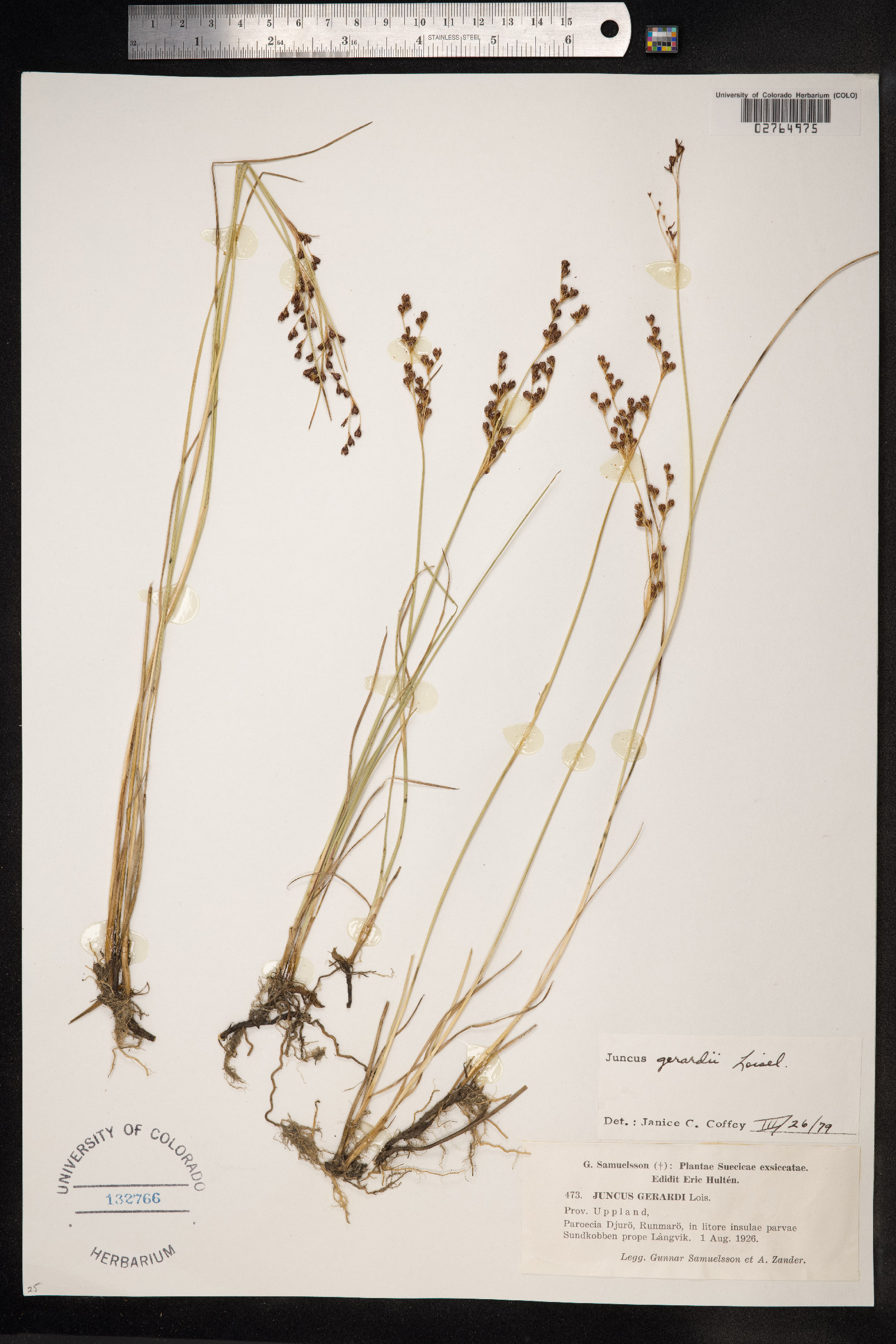 Juncus gerardii image