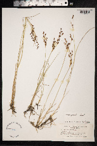 Juncus gerardii image