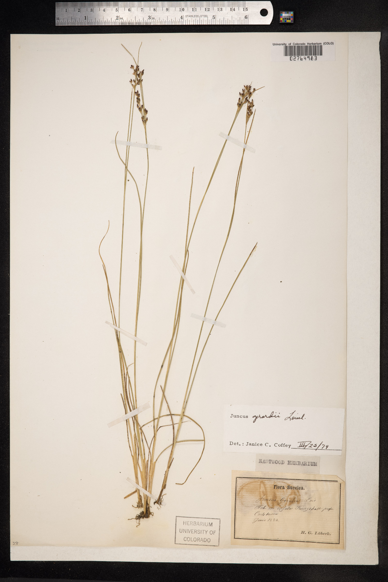 Juncus gerardii image