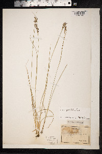 Juncus gerardii image