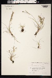 Juncus gerardii image