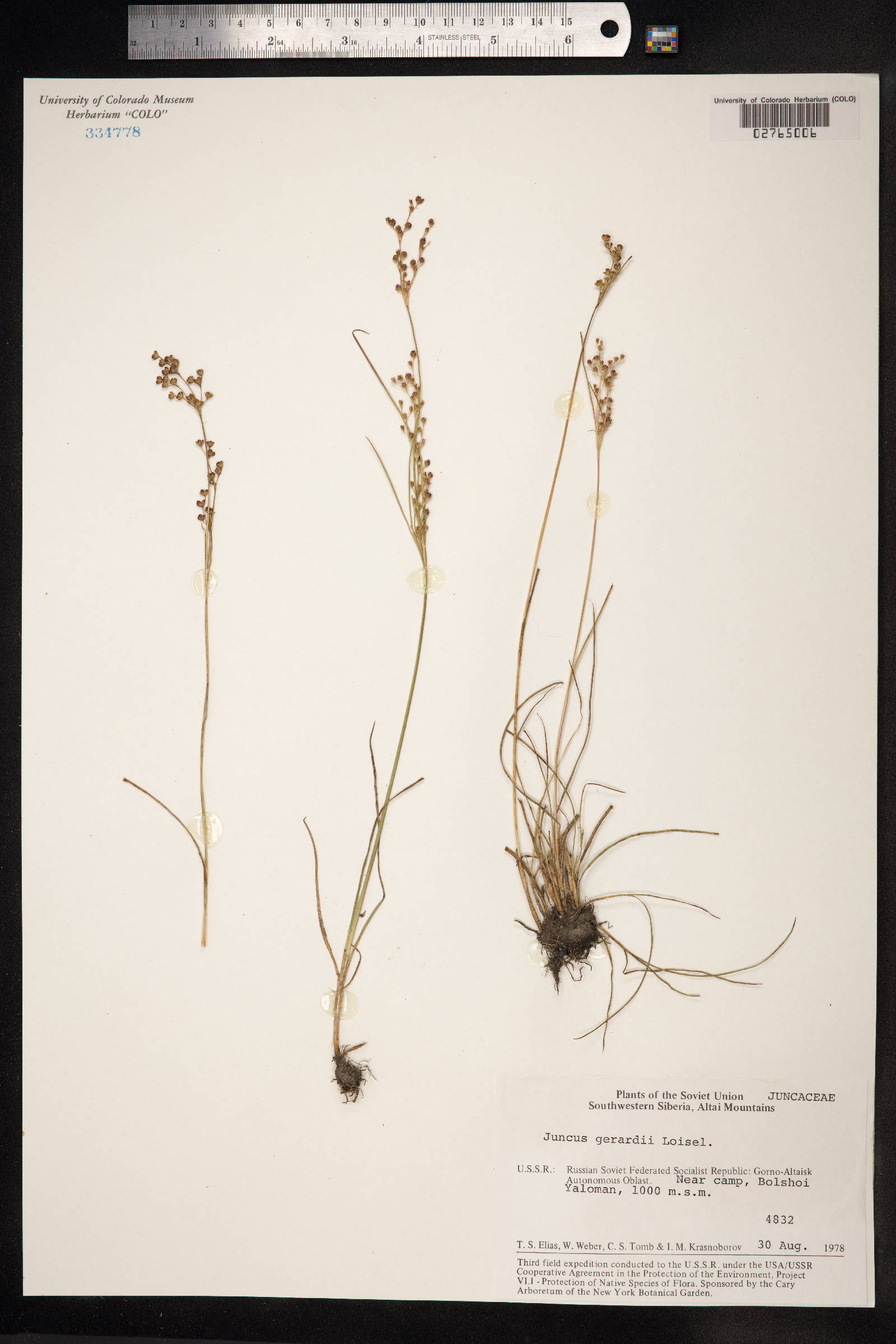 Juncus gerardii image